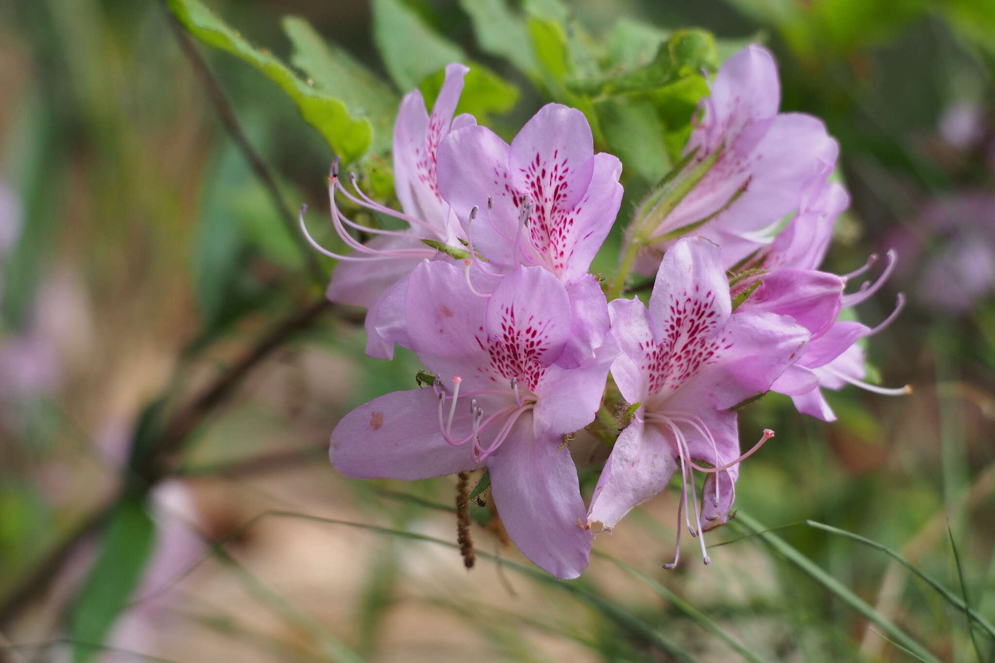 Plancia ëd Rhododendron macrosepalum Maxim.