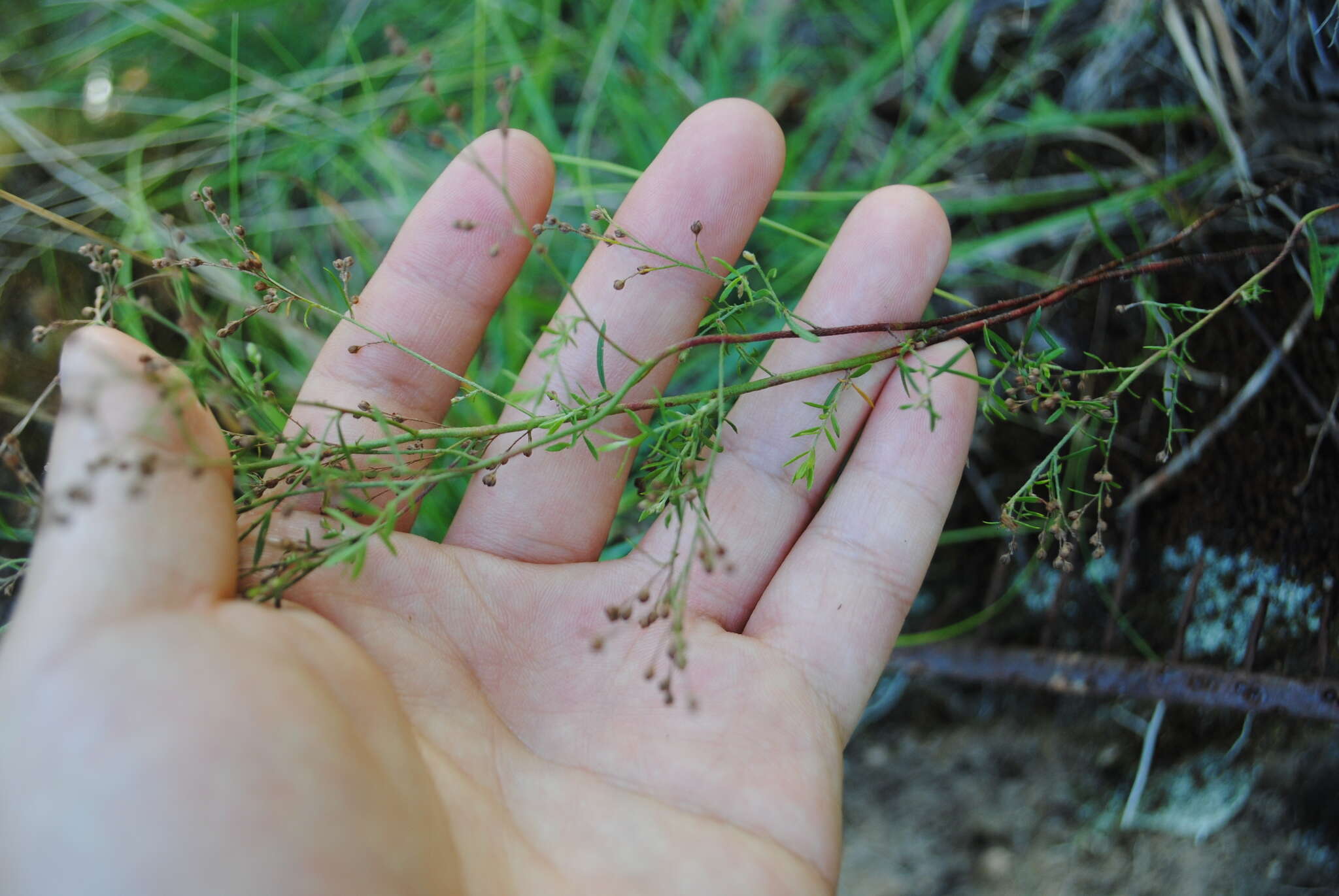 Image of Leggett's pinweed