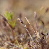 Image of Centrolepis glabra (F. Muell. ex Sond.) Hieron.