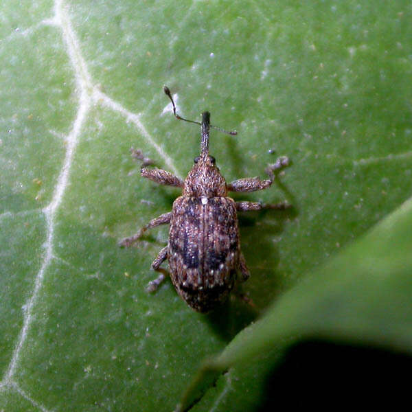 Image of Weevil