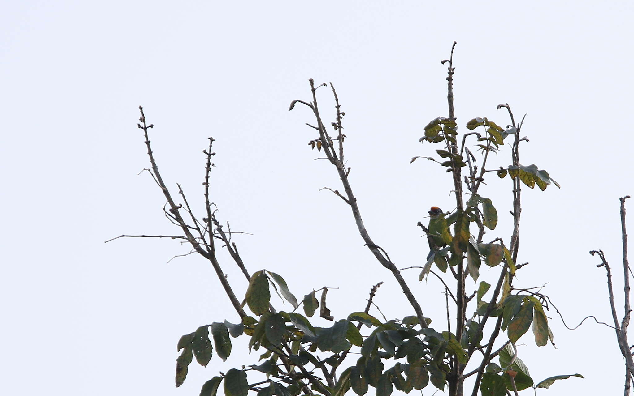 Image of Golden-throated Barbet