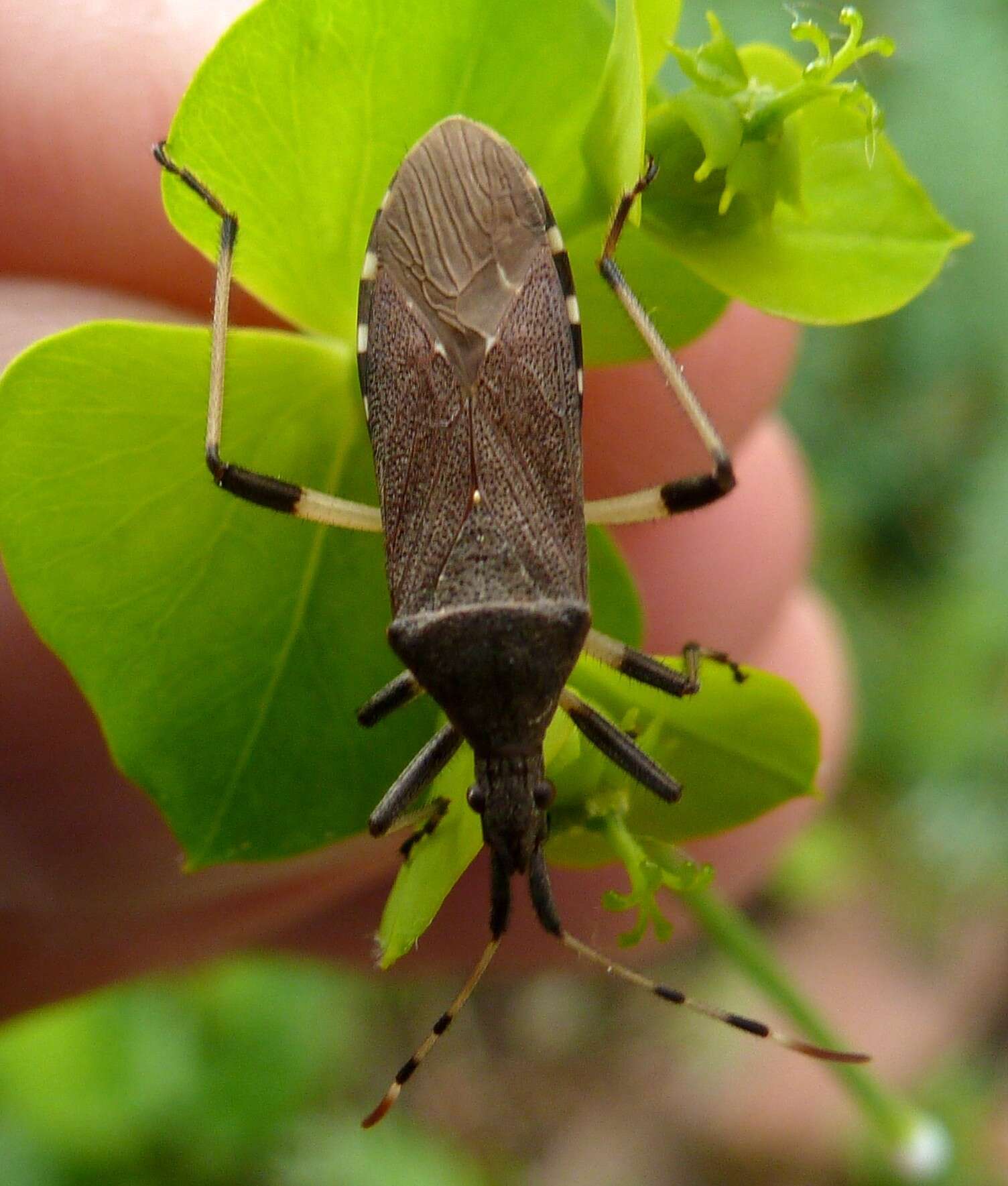 Image of Dicranocephalus albipes (Fabricius 1781)