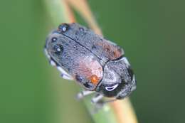 صورة Megalostomis (Pygidiocarina) dimidiata Lacordaire 1848