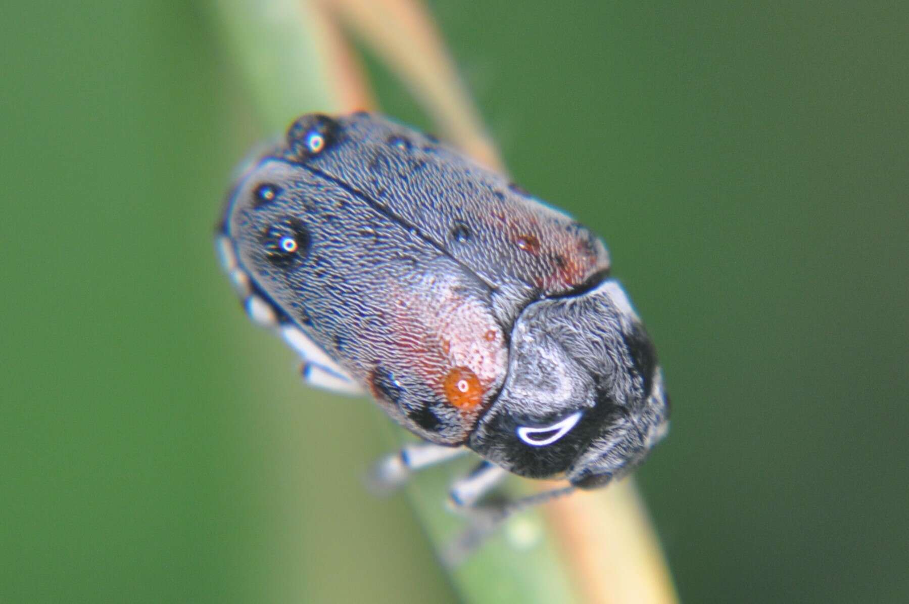 Слика од Megalostomis (Pygidiocarina) dimidiata Lacordaire 1848