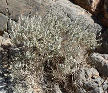 Image of woolly sage