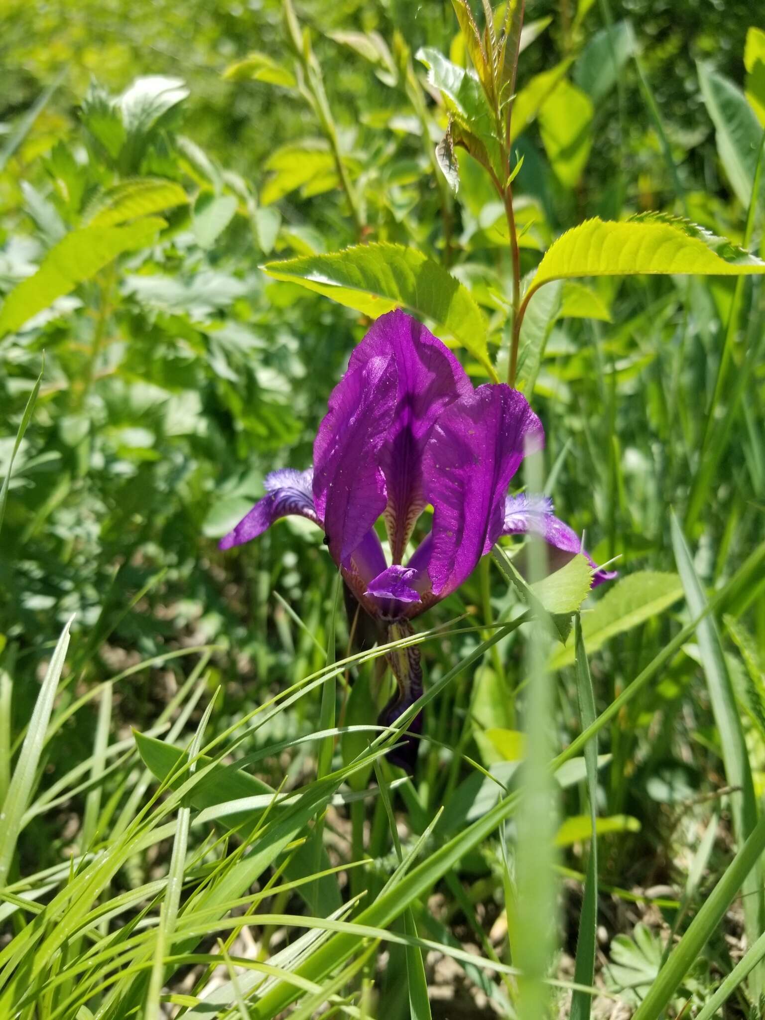 Image of Iris furcata M. Bieb.