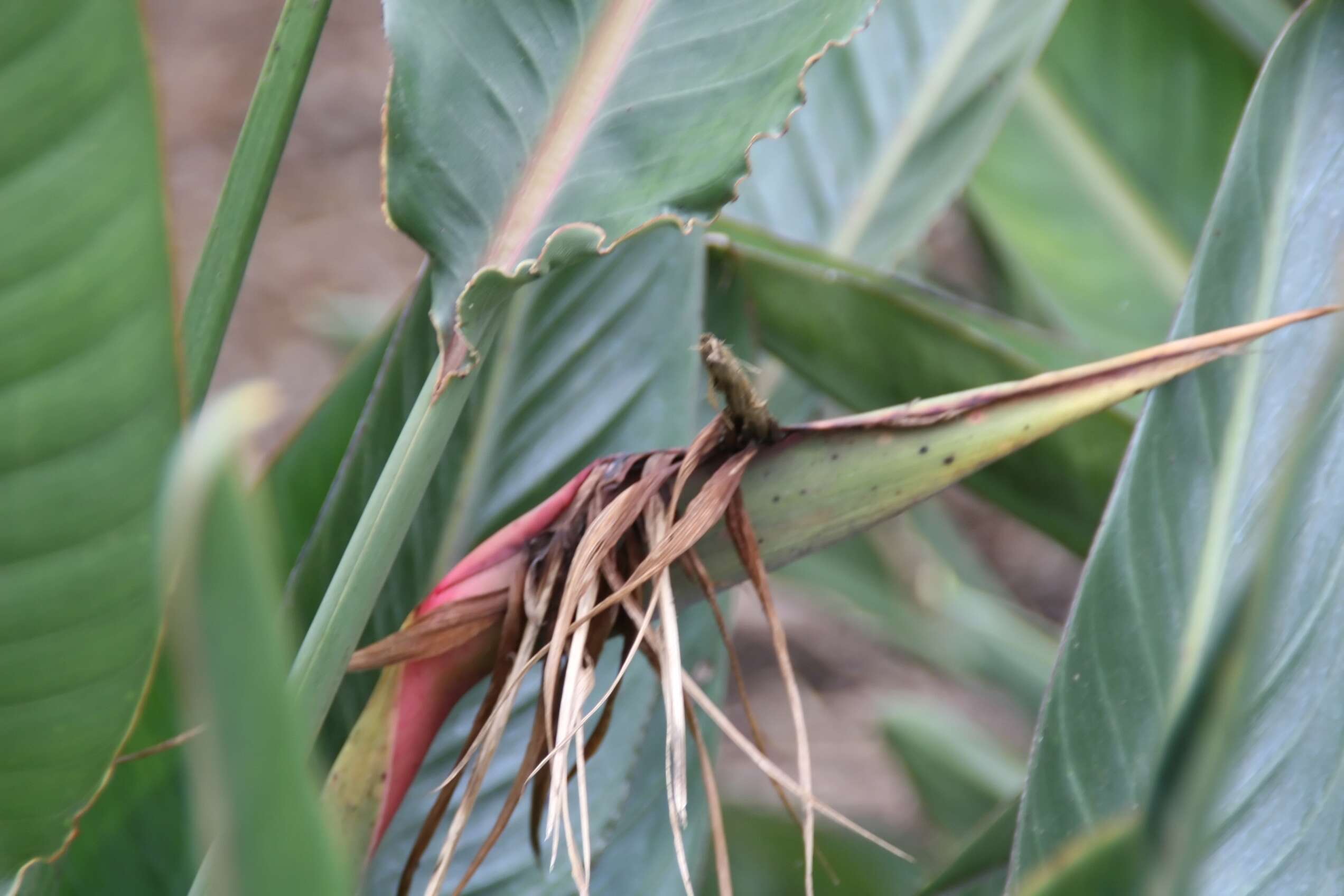 Image of Strelitzia juncea (Ker Gawl.) Link