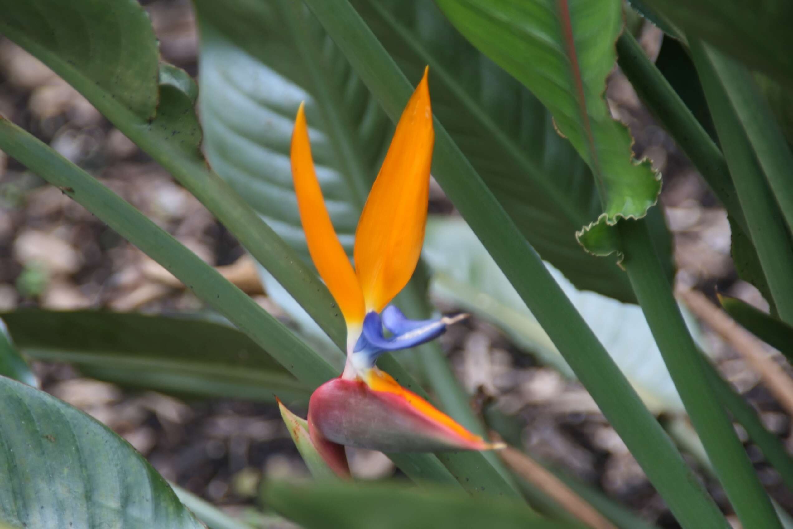 Image of Strelitzia juncea (Ker Gawl.) Link