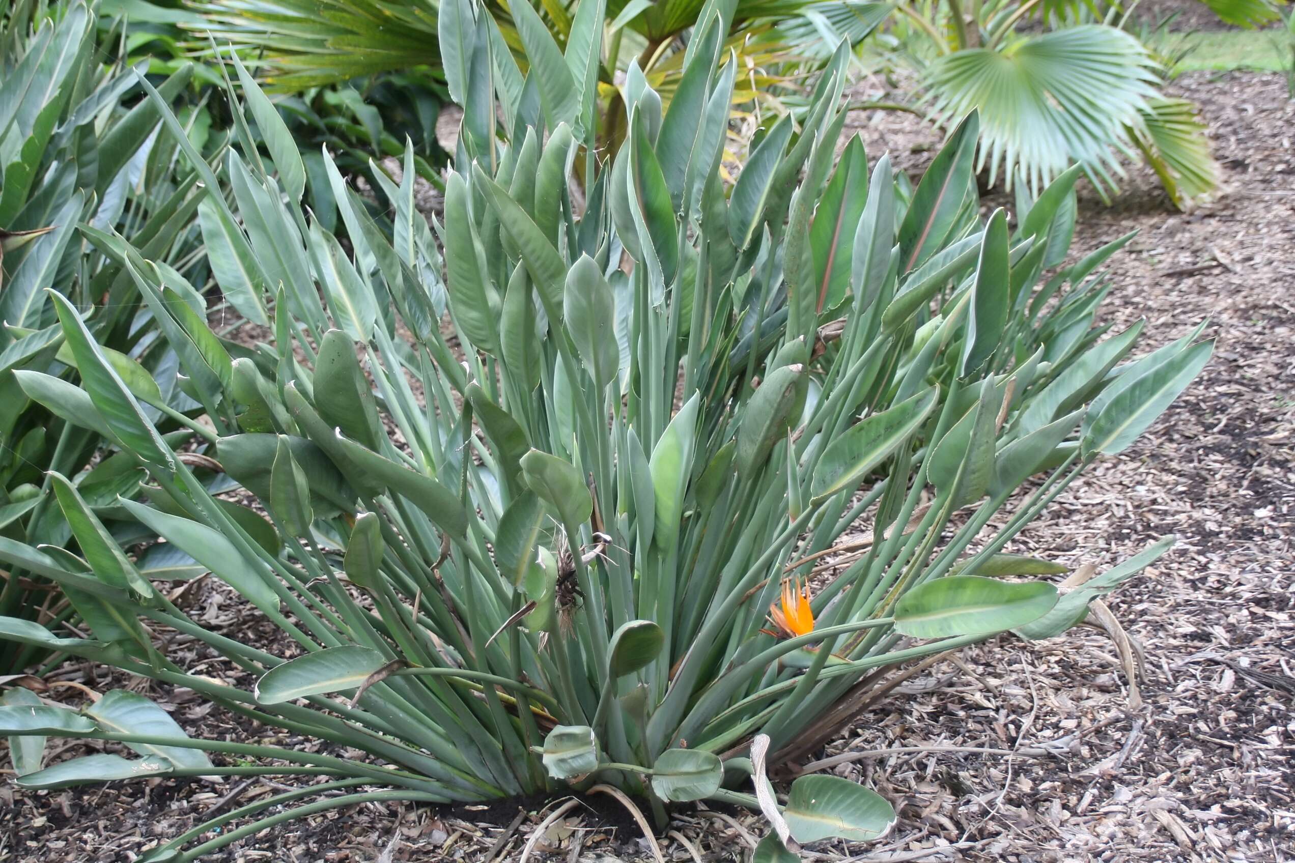 Image of Strelitzia juncea (Ker Gawl.) Link