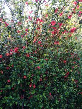 Image of Japanese Quince