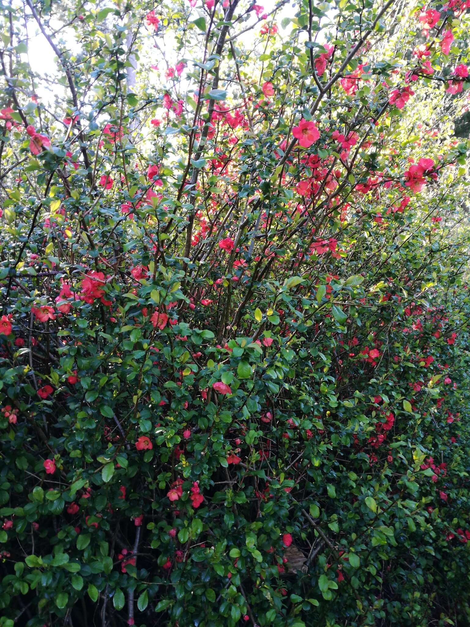Image of Japanese Quince