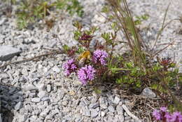 Imagem de Thymus komarovii Serg.