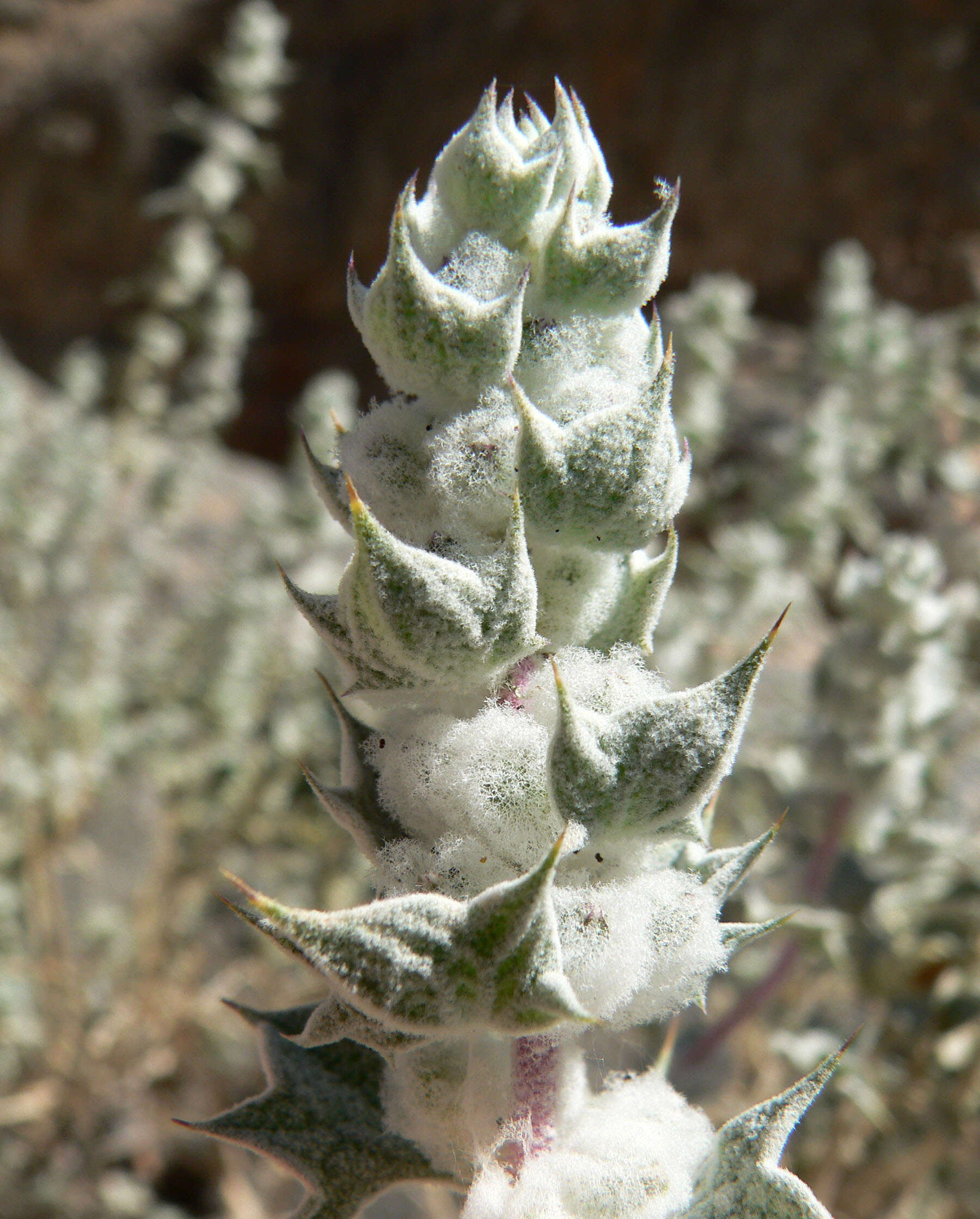 Image of woolly sage