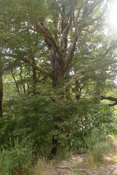 Image of Nothofagus truncata (Colenso) Cockayne