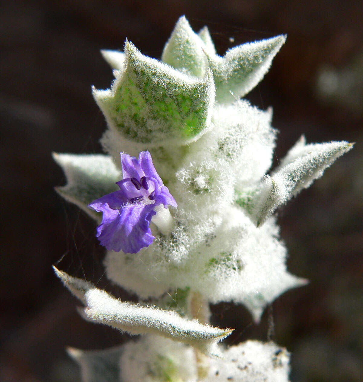 Image de Salvia funerea M. E. Jones