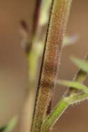 Image of fewflower Jacob's-ladder