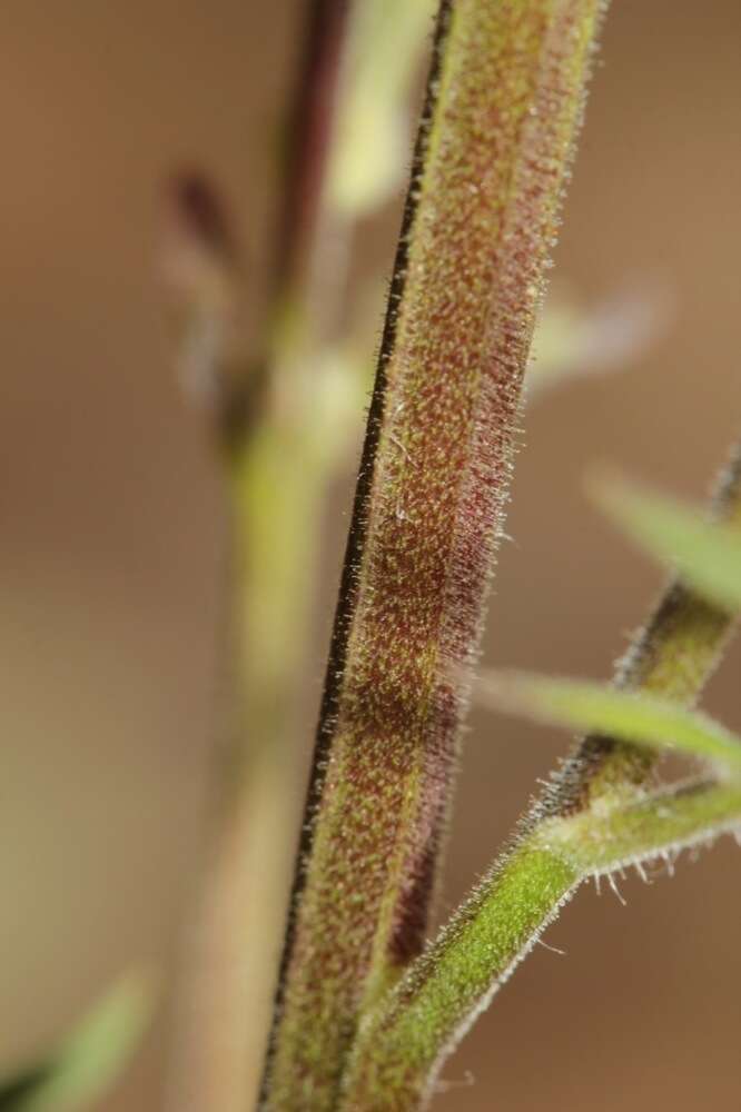 Image of fewflower Jacob's-ladder