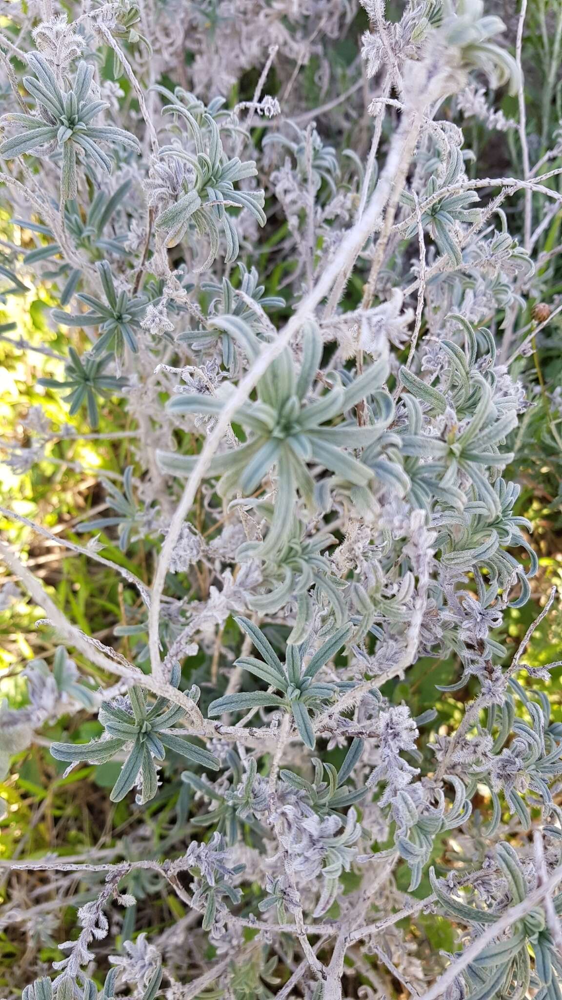 Image of Echium angustifolium Miller