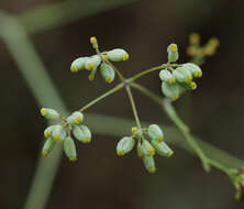Sivun Bupleurum rigidum subsp. rigidum kuva