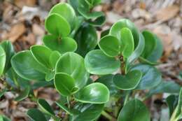 Peperomia obtusifolia (L.) A. Dietr. resmi