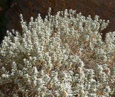 Image de Salvia funerea M. E. Jones