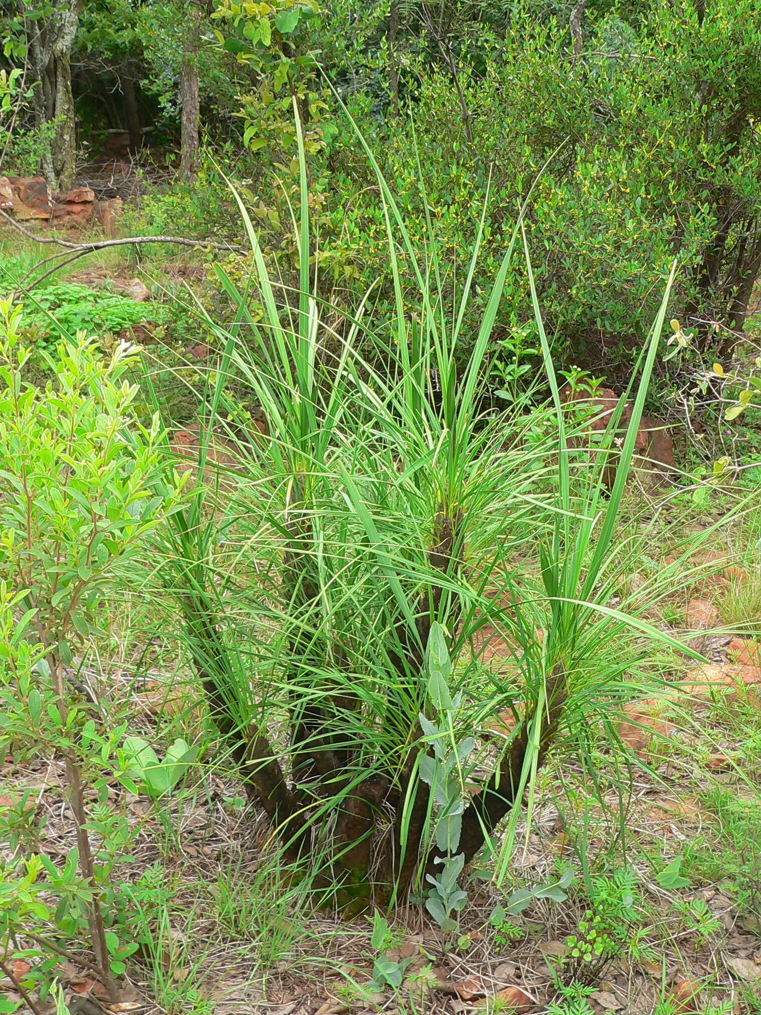 Image of Xerophyta retinervis var. retinervis