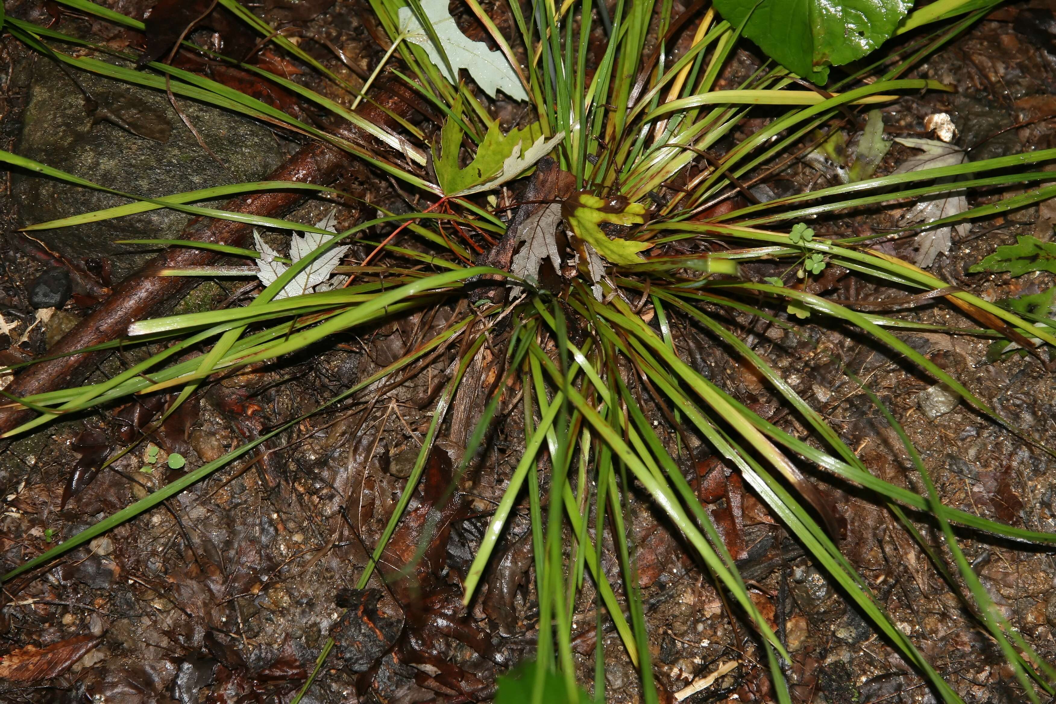 Image de bermudienne à feuilles étroites