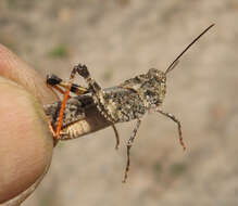 Image of Mottled Sand Grasshopper