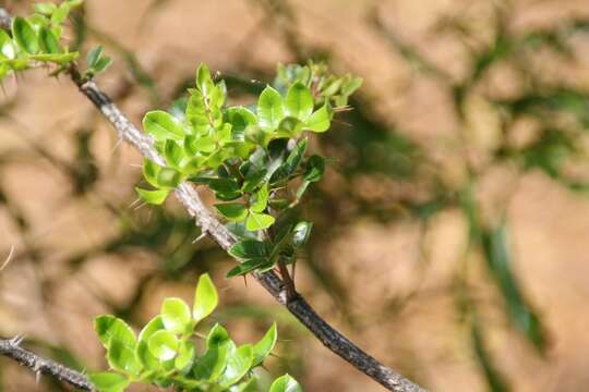 Image of St Thomas Prickly-ash