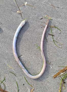 Image of Sooty eel