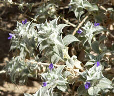 Image of woolly sage