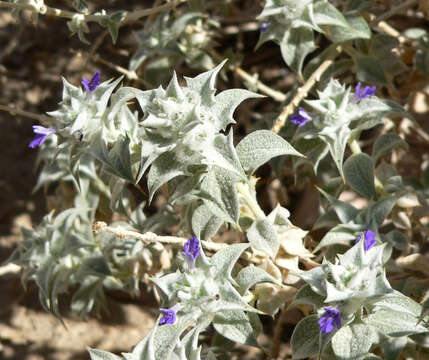 Image de Salvia funerea M. E. Jones