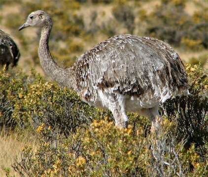 Image of Rhea pennata pennata d'Orbigny 1834