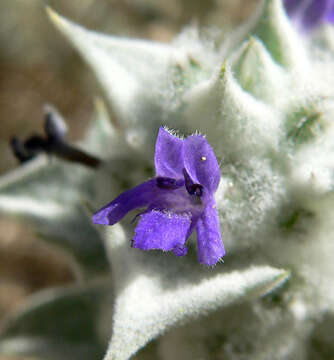 Image de Salvia funerea M. E. Jones