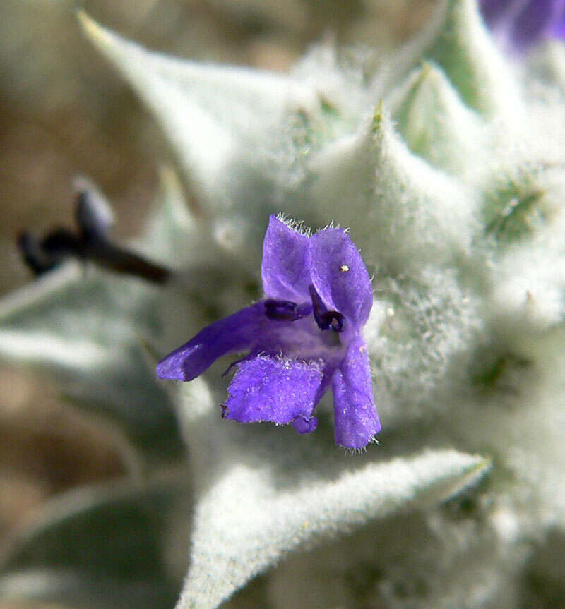 Imagem de Salvia funerea M. E. Jones