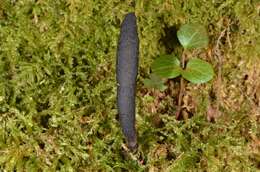 Imagem de Xylaria corniformis (Fr.) Fr. 1849