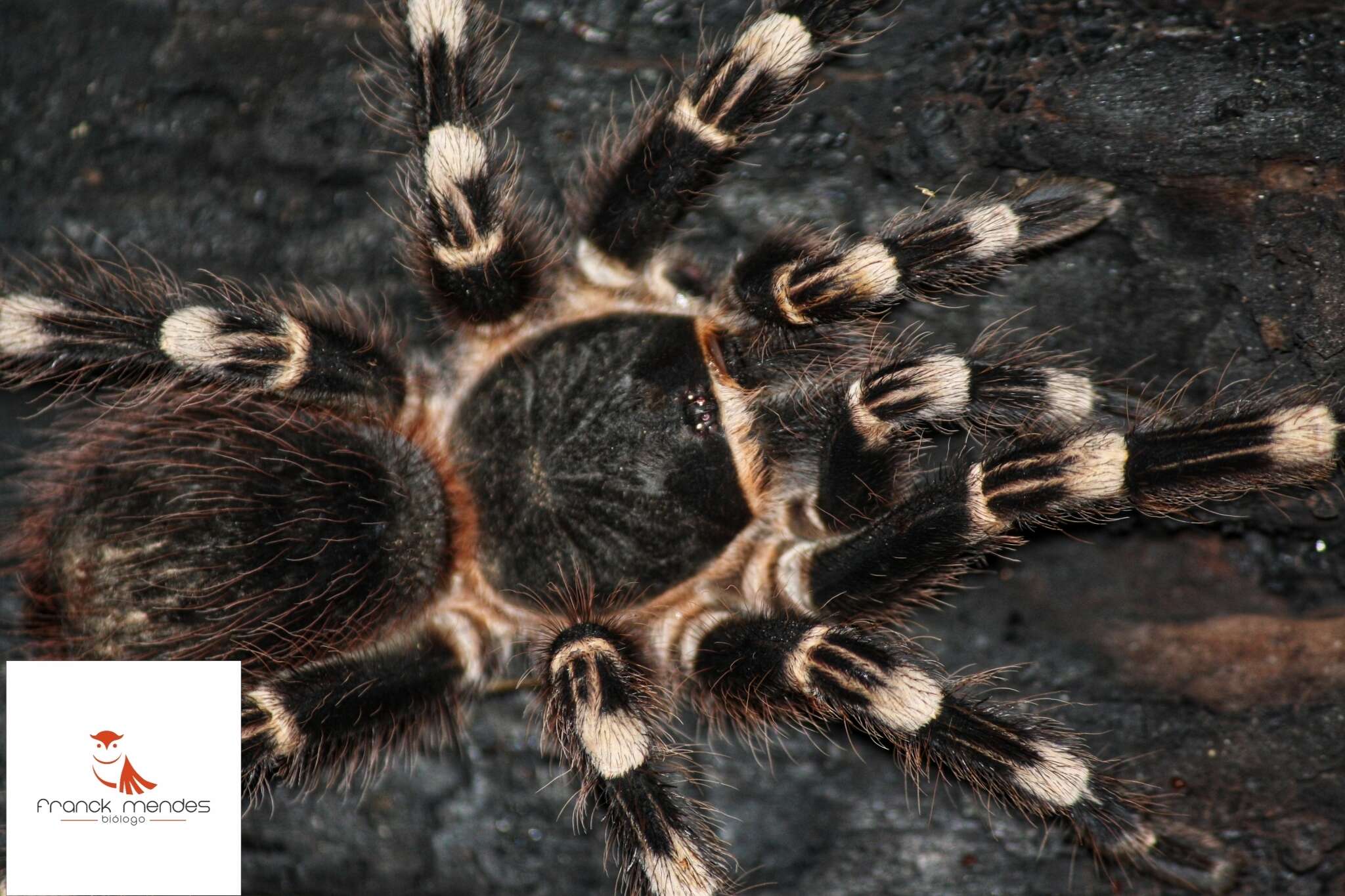 Image of Acanthoscurria
