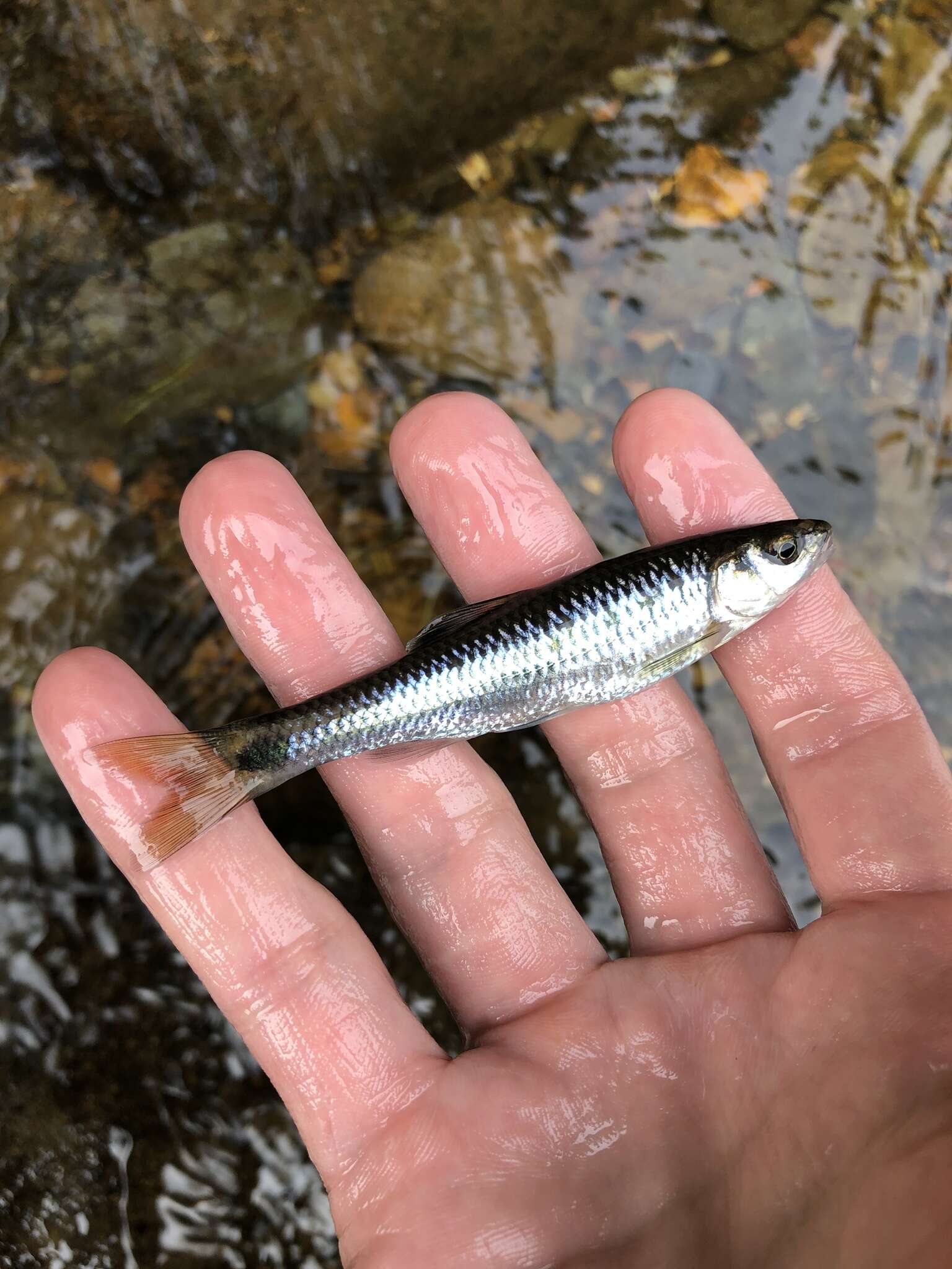 Image of Alabama shiner