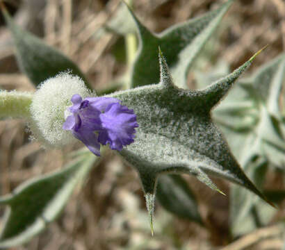 Image de Salvia funerea M. E. Jones