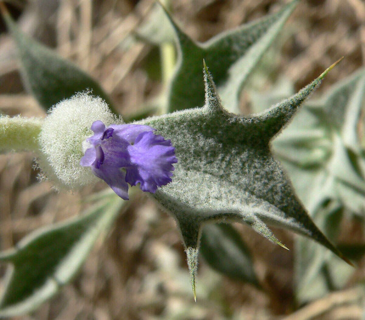 Imagem de Salvia funerea M. E. Jones