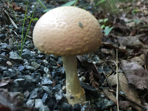 Image de Amanita wellsii (Murrill) Murrill 1920