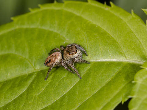 Image of Evarcha arcuata (Clerck 1757)