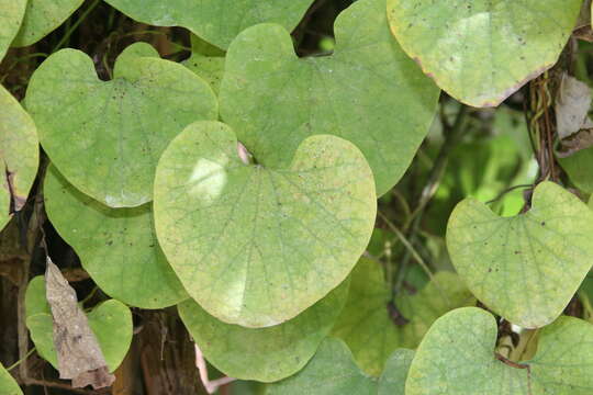 Image of Aristolochia gibertii Hook.