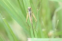 Image of Euscyrtus (Osus) japonicus Shiraki 1930