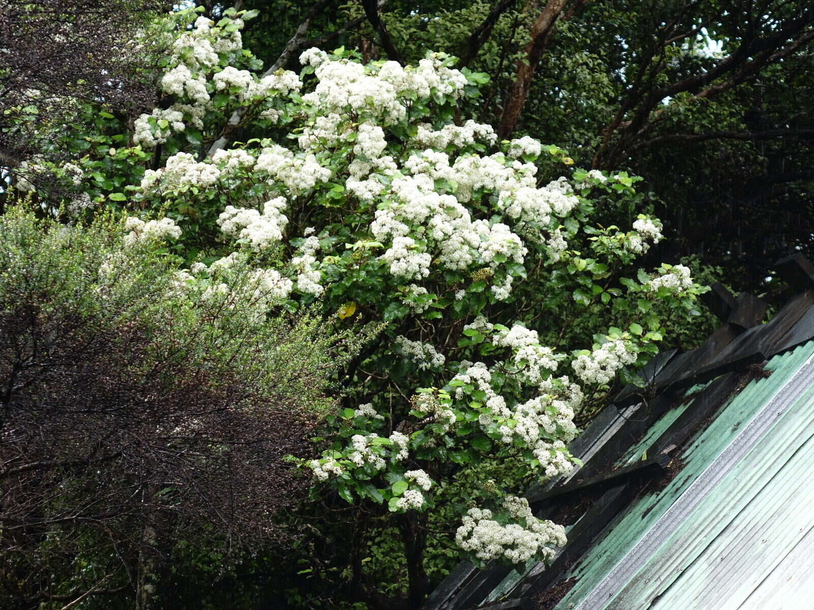 Image of <i>Olearia <i>rani</i></i> var. rani