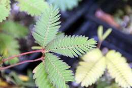 Image of Sensitive Plant