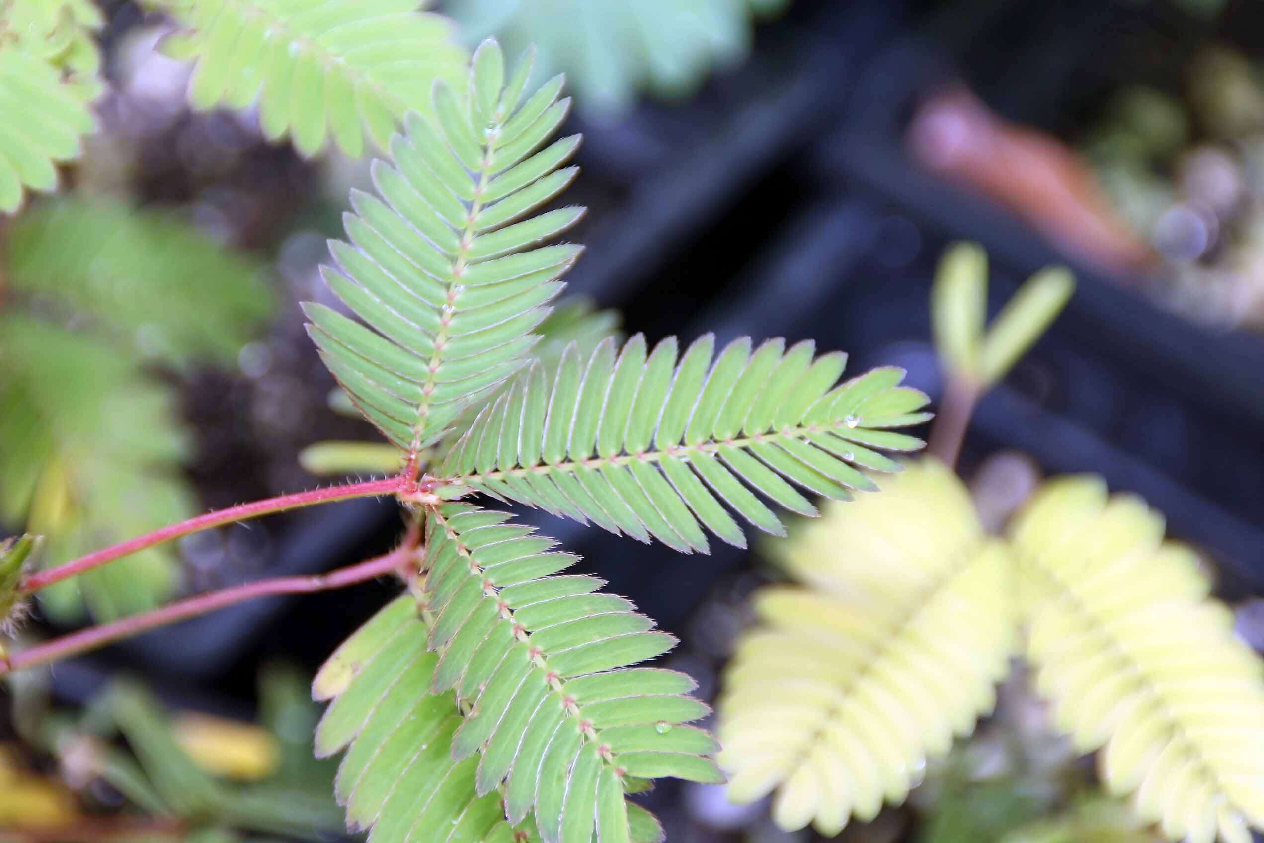 Image of Sensitive Plant