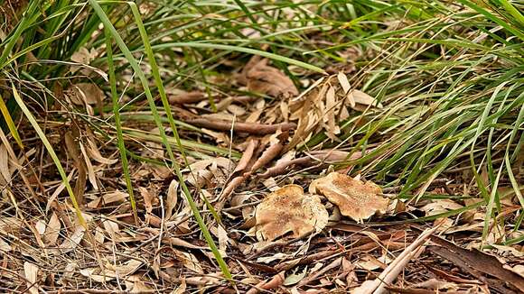 Image of Clitocybe eucalyptorum Cleland 1931