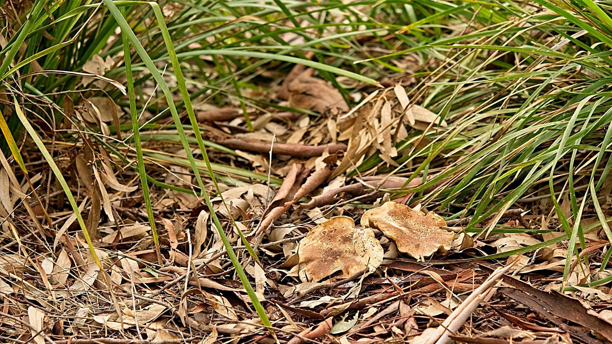 Clitocybe eucalyptorum Cleland 1931 resmi