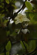 Plancia ëd Rhododendron triflorum Hook. fil.